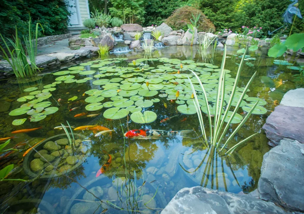 How to Keep a Pond Clear: Crystal-Clear Tips Unveiled