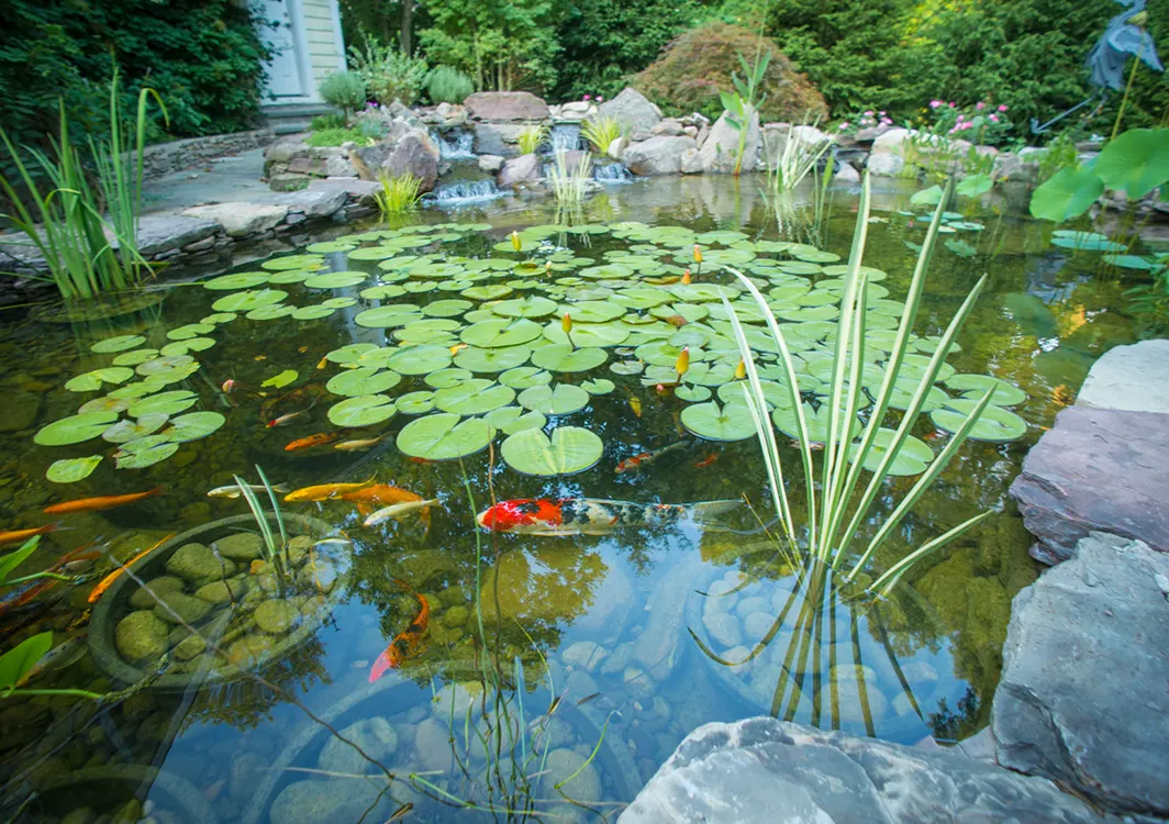 How To Install or Setup Pond Net To Keep Leaves Out of Pond 