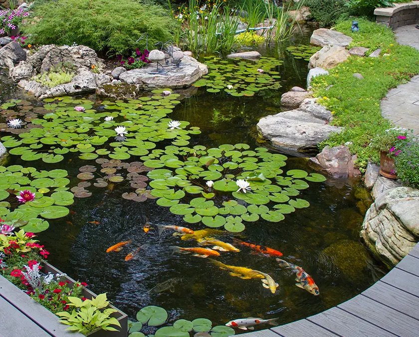 Koi carp outlet fish pond