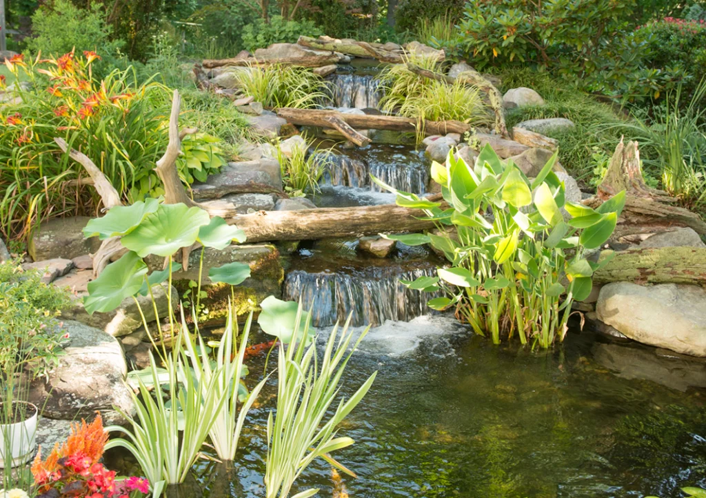 Stunning Backyard Koi Pond Ideas For Your Charlotte Backyard