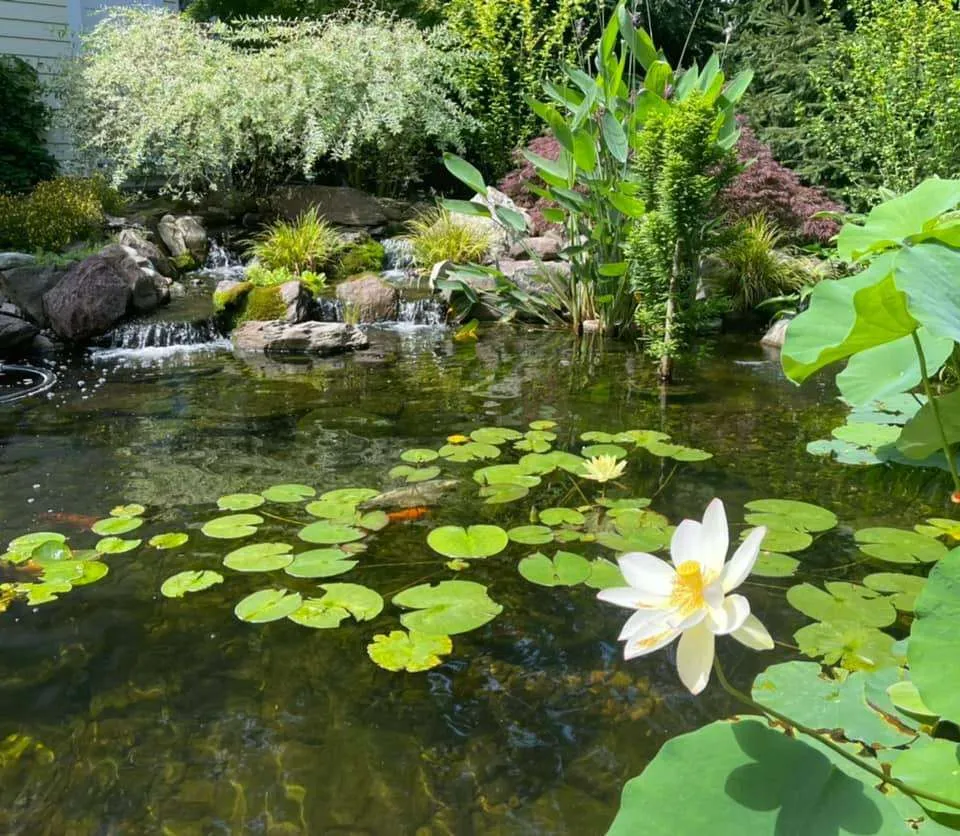 How To Clear Green Pond Water