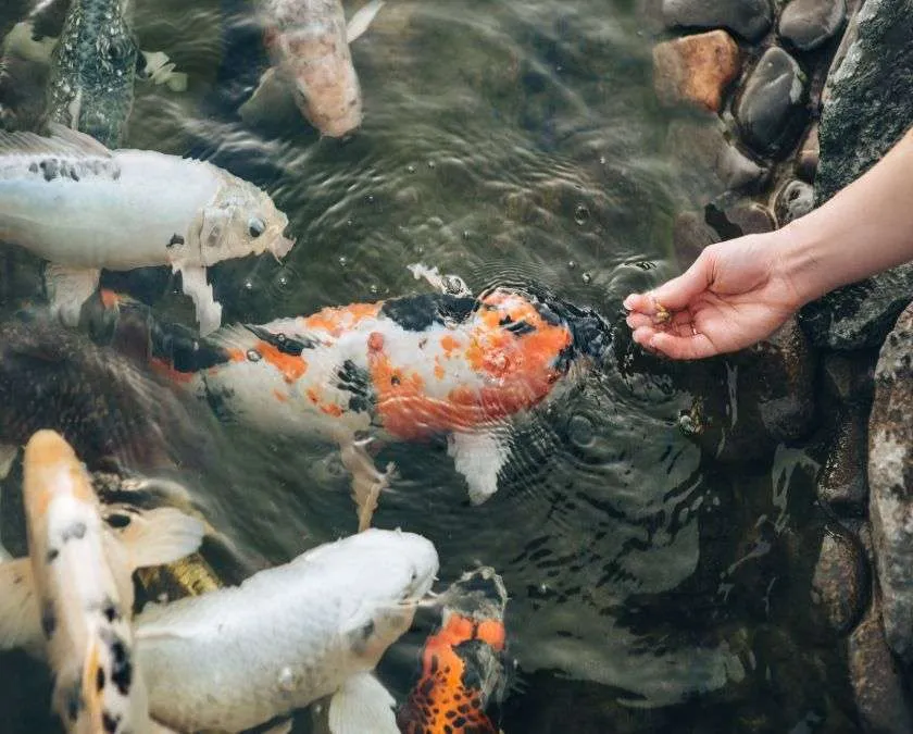 Do Koi Eat Lettuce