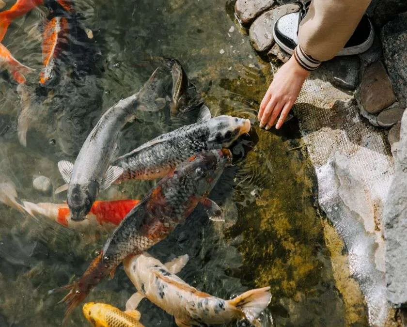 Koi Fish Care & Pond Guide