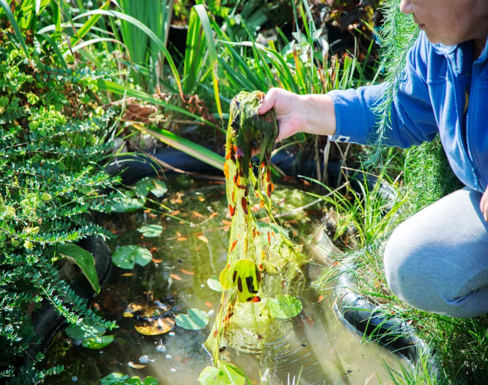 How To Best Control Pond Weeds In Your Water Feature