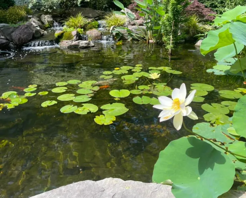 aquatic ecosystem ponds