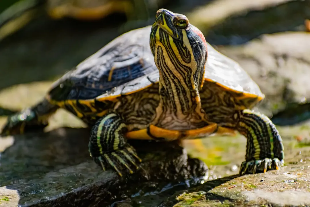 River Cooter Turtle Shell: 7 to 8