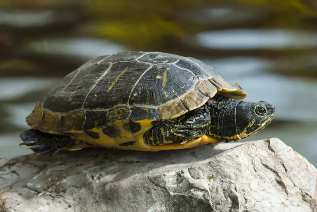 Small pond sale turtles