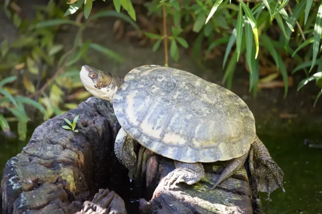 Small pond sale turtles