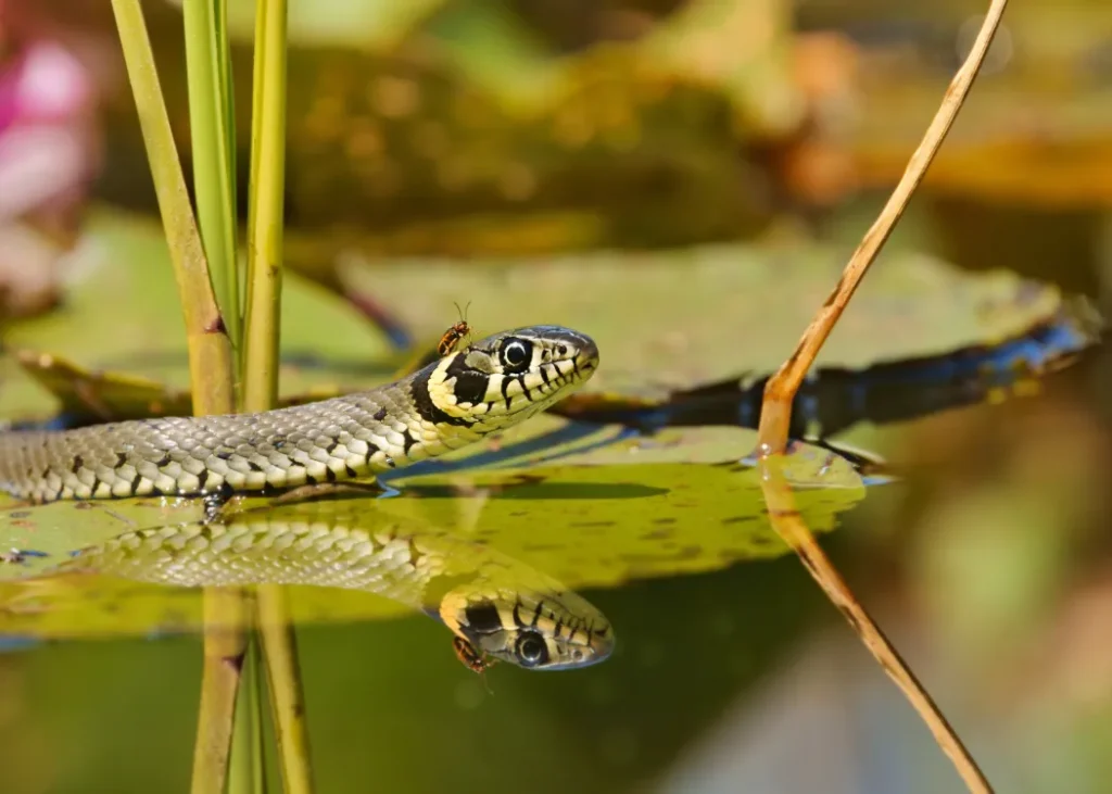 How to Get Rid of Snakes in a Pond: Safe & Effective Tips