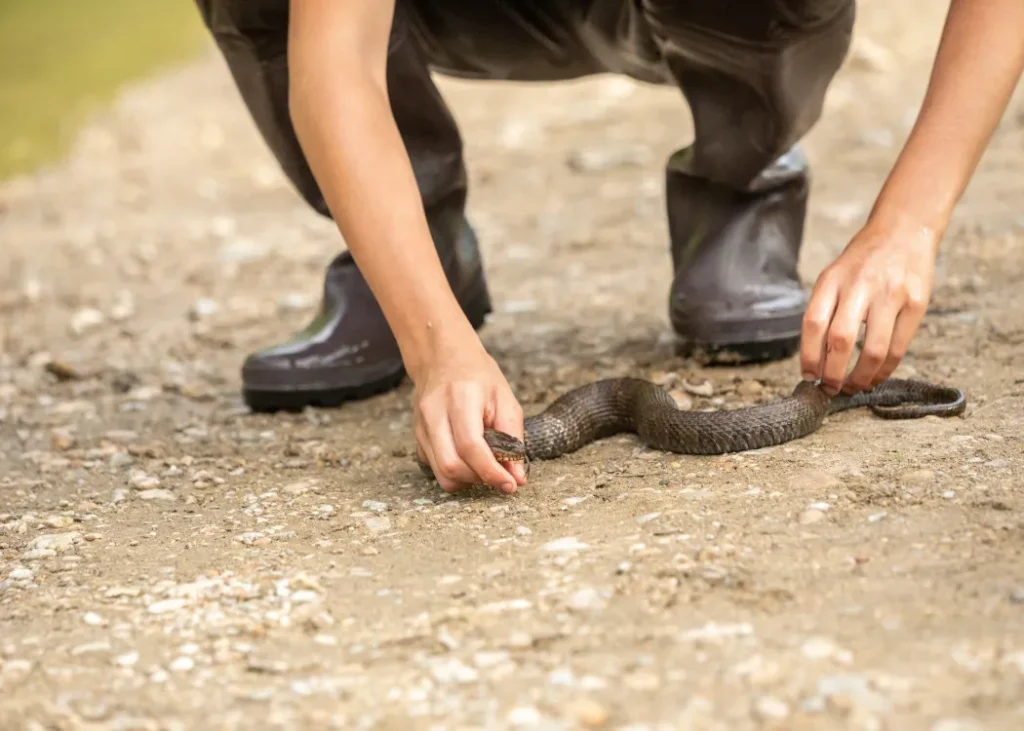 How to Keep Snakes Away from the Pond: Proven Strategies