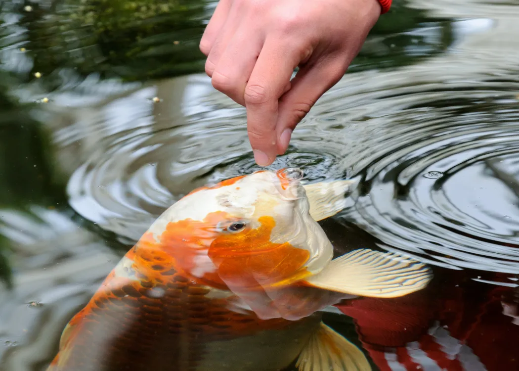 Pond fish you can eat hotsell